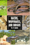 Racers, Whipsnakes and Indigos