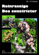 Reinrassige Boa constrictor