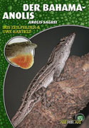 Der Bahama-Anolis Anolis sagrei