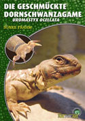 Die Geschmckte Dornschwanzagame Uromastyx ocellata