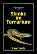 Skinke im Terrarium