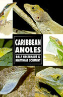 Caribbean Anoles