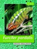 Furcifer pardalis. Das Pantherchamleon.