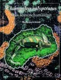 Das Jemen-Chamleon, Chamaeleo calyptratus