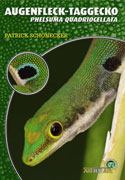 Augenfleck  Taggecko Phelsuma quadriocellata