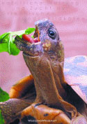 Die natürliche Haltung und Zucht der Griechischen Landschildkröten